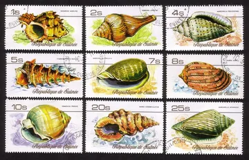 Sea Shells: Hexaplex Hoplites, Perrona Lineata, Harpa Doris, Etc. Cplt Set of 9