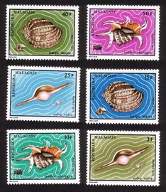 Shells: Volva Volva, Lambis Chiragra, Harpa Major, Etc. Complete Set of 6 Diff